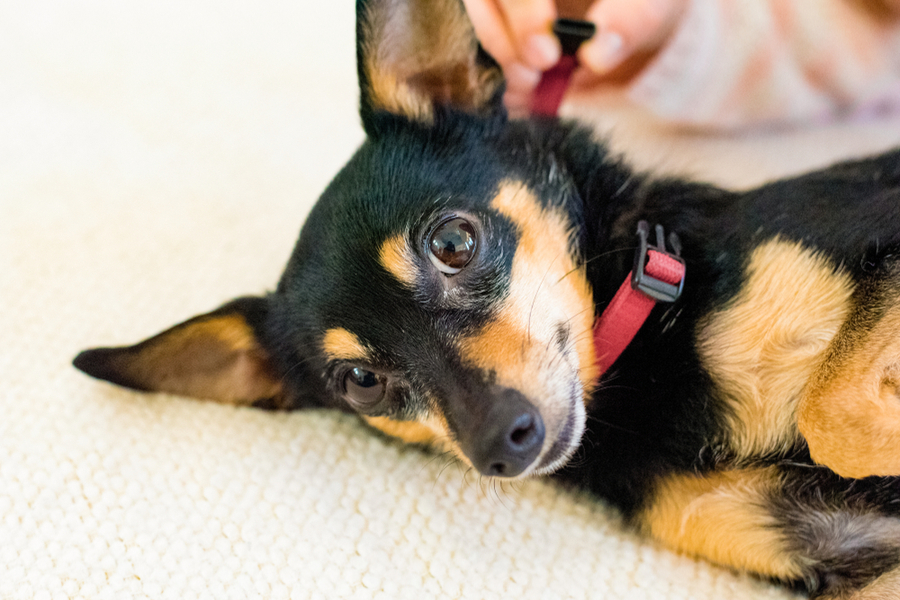 Der Pinscher Mix Kombinationen, Charakter und Aussehen